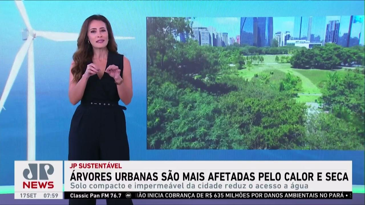 Árvores urbanas são mais afetadas pelo calor e seca; Patrícia Costa explica