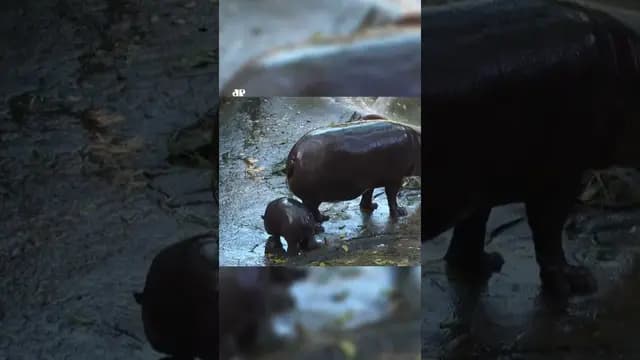 Bebê hipopótamo viraliza nas redes sociais e gera preocupação para zoológico na Tailândia #shots